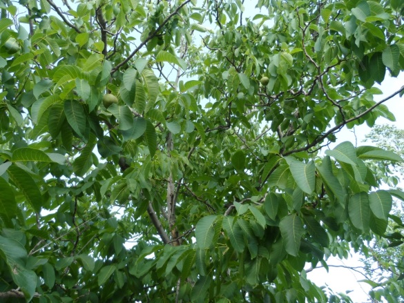 Kılavuzlu Mah. Onikişubat Satılık Bağ |  6000M2 0Tl Resim-5