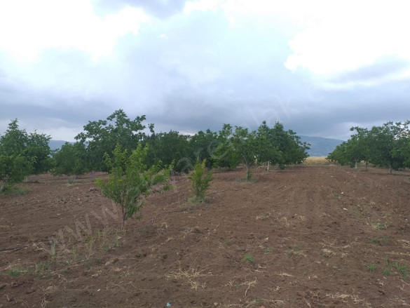 Elmalar Mah. Dulkadiroğlu Satılık Bağ |  12000M2 0Tl Resim-1