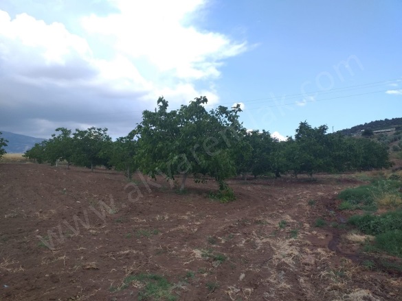 Elmalar Mah. Dulkadiroğlu Satılık Bağ |  12000M2 0Tl Resim-2