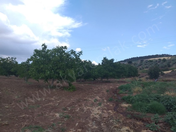 Elmalar Mah. Dulkadiroğlu Satılık Bağ |  12000M2 0Tl Resim-3