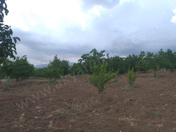 Elmalar Mah. Dulkadiroğlu Satılık Bağ |  12000M2 0Tl Resim-4