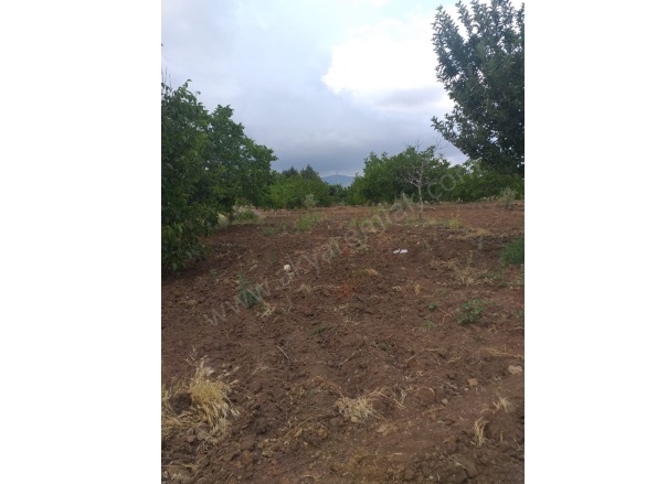 Elmalar Mah. Dulkadiroğlu Satılık Bağ |  12000M2 0Tl Resim-5