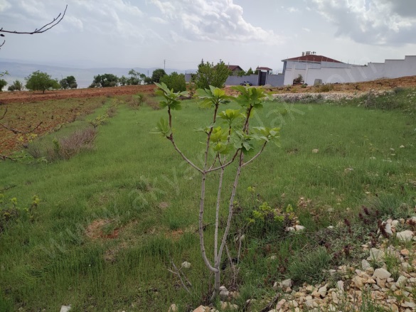 Ayaklıcaoluk Mah. Dulkadiroğlu Satılık Bağ |  1080M2 0Tl Resim-1