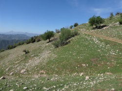 Onikişubat Sarıçukur Mah. Satılık Bağ 12000 M2