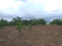 Dulkadiroğlu Elmalar Mah. Satılık Bağ 12000 M2