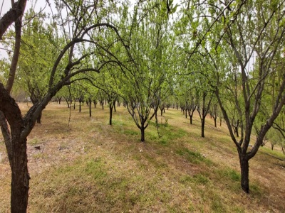 Akyar Emlakdan Yusufhacılıda Muhteşem Bahçe 13 Dönüm Satılık Bağ Dulkadiroğlu Yusufhacılı Mah