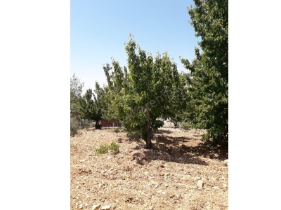 Akyar Emlak Dan Ayakçıloluk Da Muhteşem 2 Dönüm Satılık Bağ Dulkadiroğlu Ayaklıcaoluk Mah