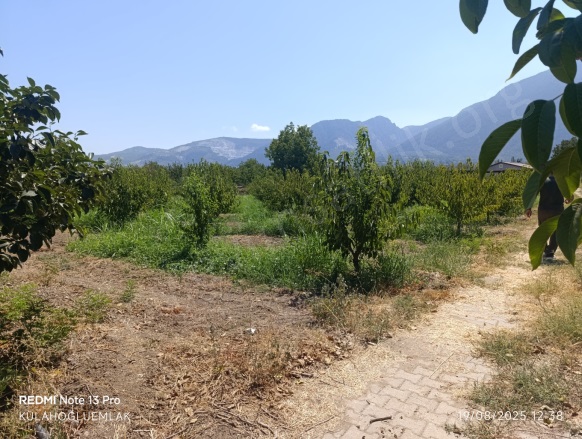 Menteşe Mah. Honaz Satılık Bağ |  3905M2 7.000.000Tl Resim-3