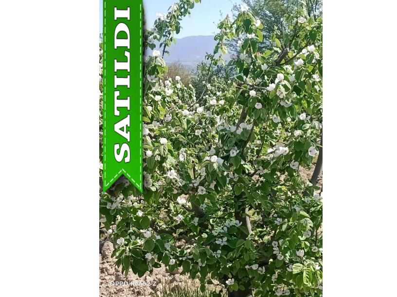 DENİZLİ PAMUKKALE YOLU ÜZERİNDE SATILIK AYVA BAHÇESİ 