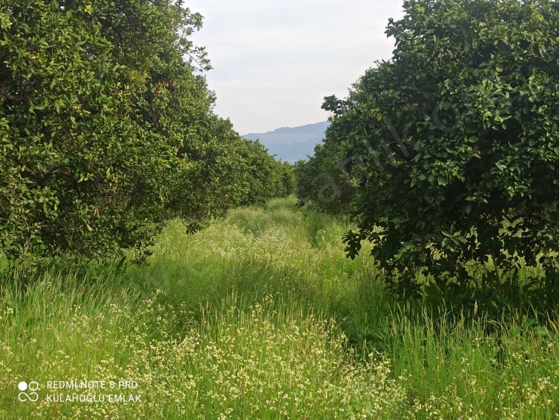 AYDIN KUYUCAKDA SATILIK PORTAKAL BAHÇELERİ 