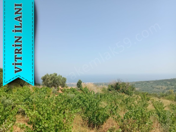 Tepeköy Mah. Şarköy Satılık Bağ |  2800M2 1.750.000Tl Resim-1