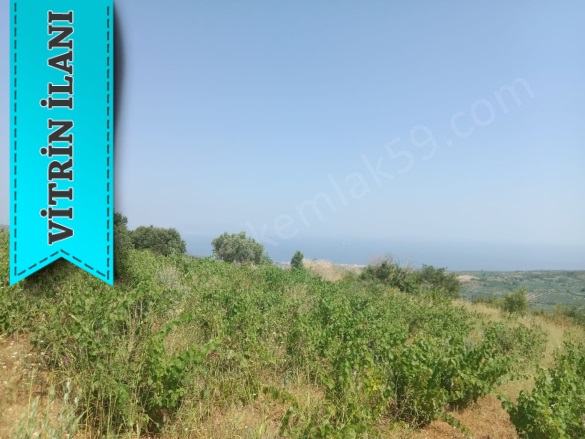 Tepeköy Mah. Şarköy Satılık Bağ |  2800M2 1.750.000Tl Resim-2