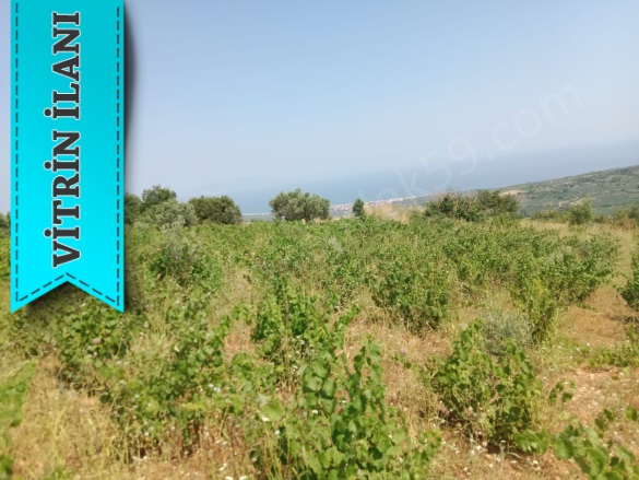 Tepeköy Mah. Şarköy Satılık Bağ |  2800M2 1.750.000Tl Resim-3