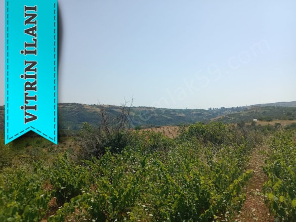 Tepeköy Mah. Şarköy Satılık Bağ |  2800M2 1.750.000Tl Resim-4