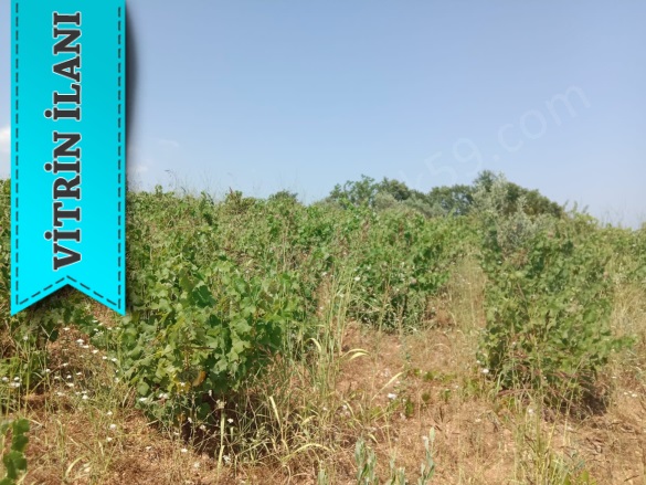 Tepeköy Mah. Şarköy Satılık Bağ |  2800M2 1.750.000Tl Resim-5