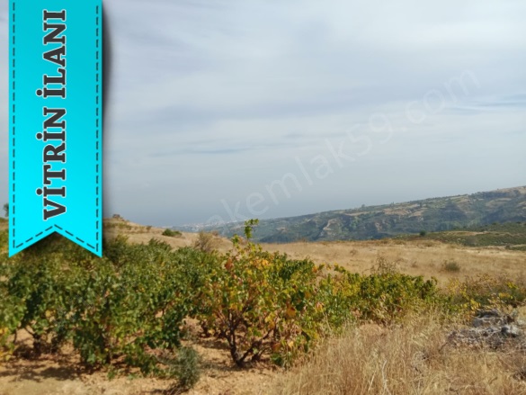 Tepeköy Mah. Şarköy Satılık Bağ |  900M2 870.000Tl Resim-1