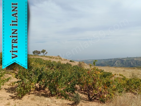 Tepeköy Mah. Şarköy Satılık Bağ |  900M2 870.000Tl Resim-2