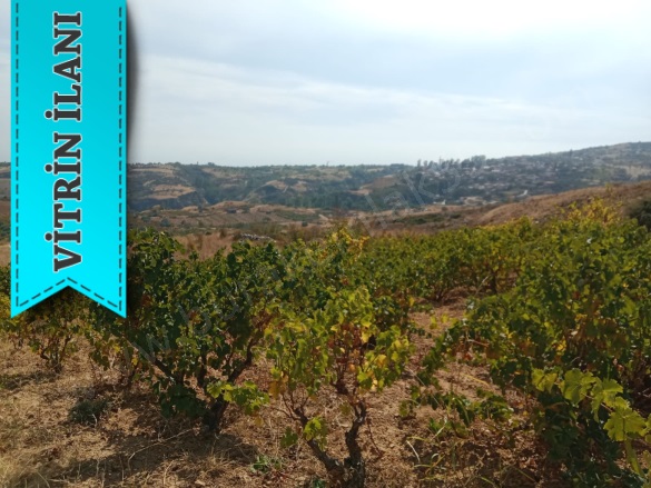 Tepeköy Mah. Şarköy Satılık Bağ |  900M2 870.000Tl Resim-3