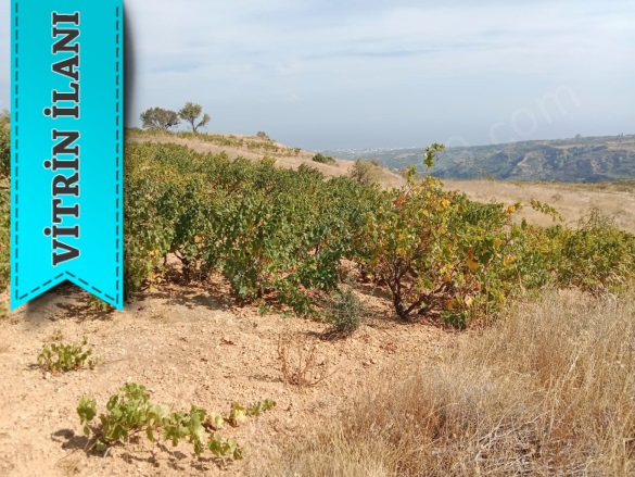 Tepeköy Mah. Şarköy Satılık Bağ |  900M2 870.000Tl Resim-4