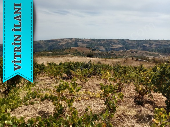 Tepeköy Mah. Şarköy Satılık Bağ |  900M2 870.000Tl Resim-5