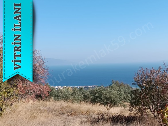 Yukarıkalamış Mah. Şarköy Satılık Bağ |  1250M2 1.300.000Tl Resim-1