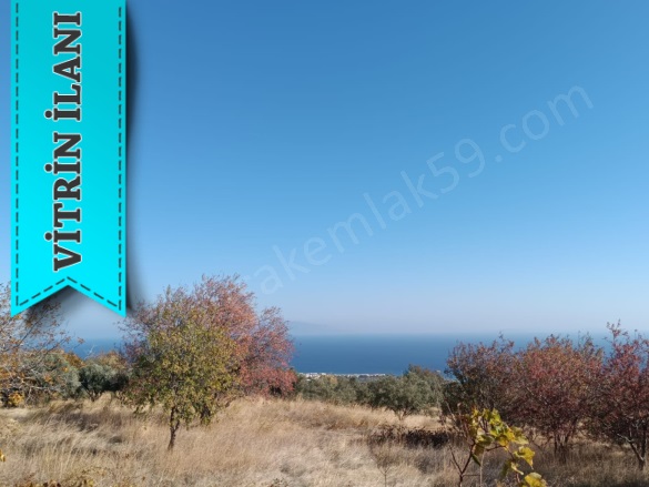 Yukarıkalamış Mah. Şarköy Satılık Bağ |  1250M2 1.300.000Tl Resim-3