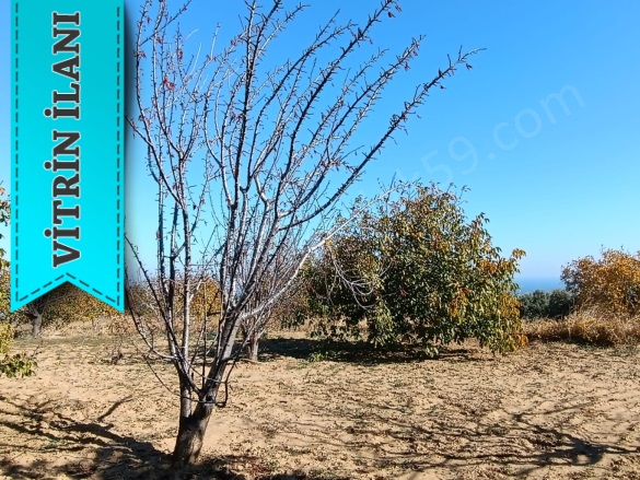 Yukarıkalamış Mah. Şarköy Satılık Bağ |  1250M2 1.300.000Tl Resim-5