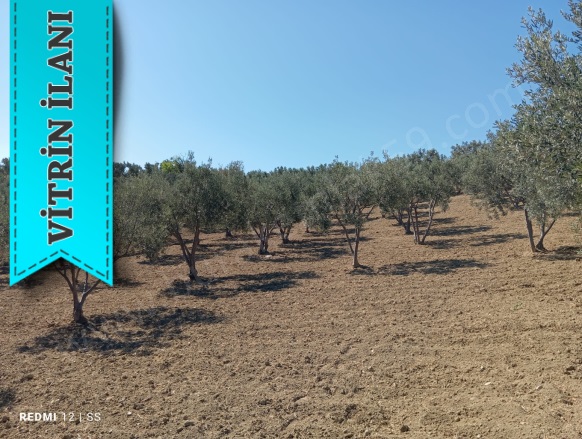 Tepeköy Mah. Şarköy Satılık Arazi |  4300M2 3.350.000Tl Resim-2