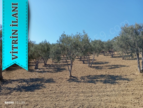 Tepeköy Mah. Şarköy Satılık Arazi |  4300M2 3.350.000Tl Resim-3