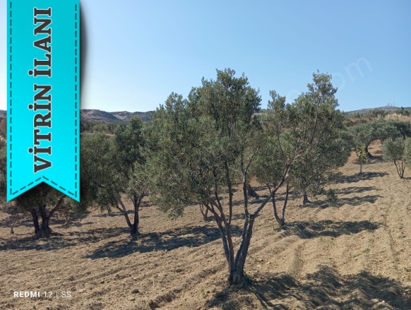 Tepeköy Mah. Şarköy Satılık Arazi |  4300M2 3.350.000Tl Resim-5