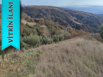 Çınarlı Yolunda Full Deniz Manzaralı Burak Emlaktan Satılık Bağ Şarköy Yayaköy Mah