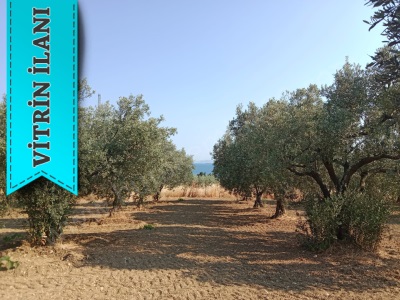 Bakımlı Geliri Yüksek Burak Emlaktan Satılık Arazi Şarköy Eriklice Mah