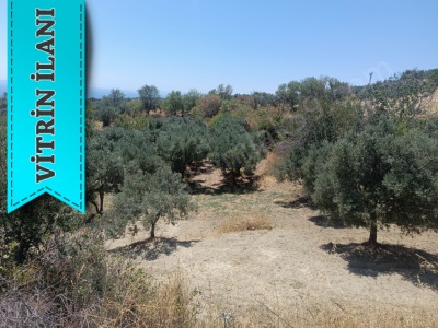 Deniz Manzaralı Burak Emlaktan Satılık Bağ Şarköy Yukarıkalamış Mah