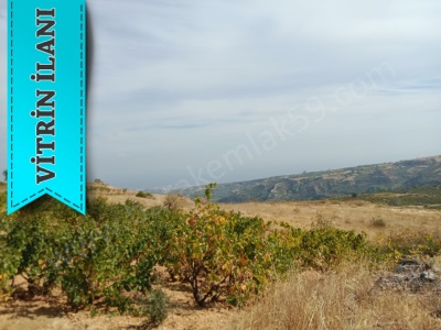 Yatırımlık Üzüm I Burak Emlaktan Satılık Bağ Şarköy Tepeköy Mah