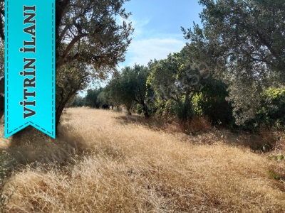 Bakımlı Zeytinlik Burak Emlaktan Satılık Bağ Şarköy Mürefte Mah