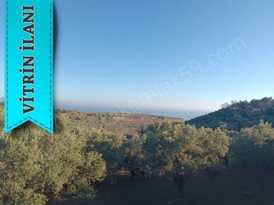 Bakımlı Zeytinlik Burak Emlaktan Satılık Bağ Şarköy Mürefte Mah