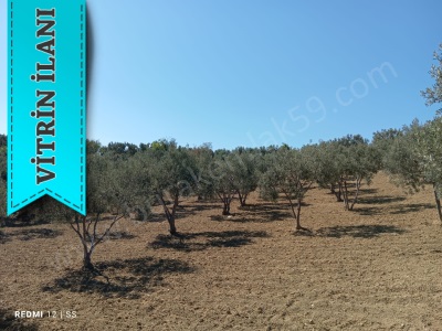 Full Deniz Manzaralı Burak Emlaktan Satılık Arazi Şarköy Tepeköy Mah