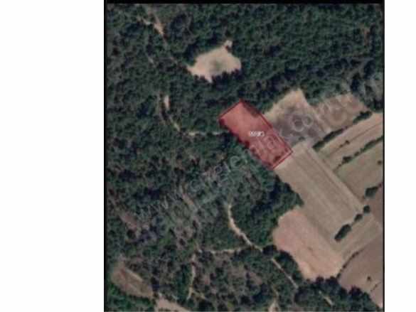 Bilecik Gölpazarı Kuşçuören Köyünde Satılık Tarla 3120 M2 Arazi