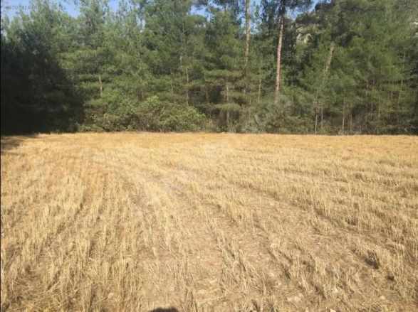 Bilecik Gölpazarı Kuşçuören Köyünde Satılık Tarla 3120 M2 Arazi