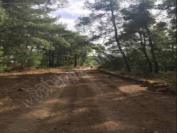 Gölpazarı Kuşçuören Köyü Satılık Tarla 3121 M2