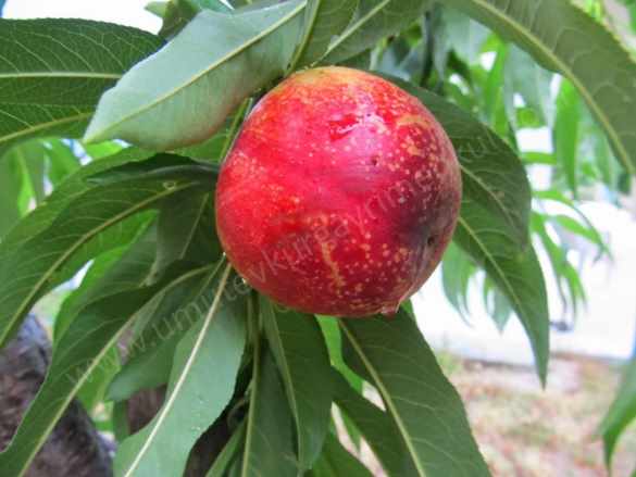 Bağcılar ihsaniye De Satılık Tarla Nektari Bahçesi Akdeniz Bağcılar-ihsaniye Mah