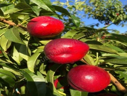 Akdeniz Bağcılar-İhsaniye Mah. Satılık Tarla 12000 M2