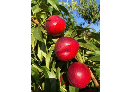 Bağcılar İhsaniye De Satılık Tarla Nektari Bahçesi Akdeniz Mah