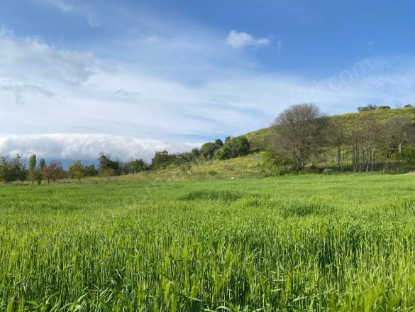 Arıcaklar Köyü Gölpazarı Satılık Tarla |  7712M2 1.400.000Tl Resim-2