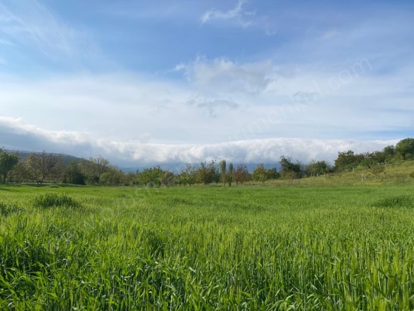 Arıcaklar Köyü Gölpazarı Satılık Tarla |  7712M2 1.400.000Tl Resim-3