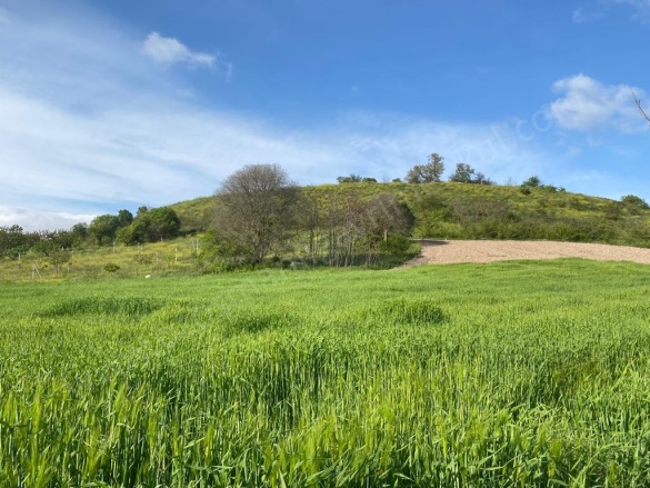 Arıcaklar Köyü Gölpazarı Satılık Tarla |  7712M2 1.400.000Tl Resim-5