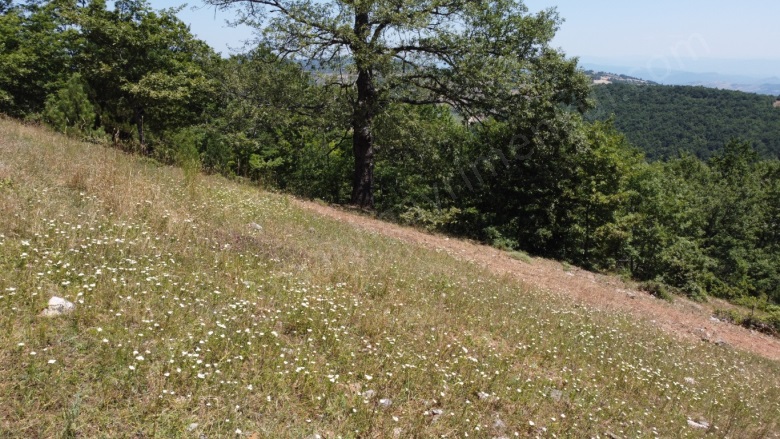 Oğulpaşa Mah-Oğulpaşa Köyü. Osmaneli Satılık Tarla |  9207M2 800.000Tl Resim-5