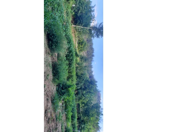 Köprülü Mehmet Paşa Mah-Vezirhan. Bilecik Satılık Tarla |  1229M2 550.000Tl Resim-5