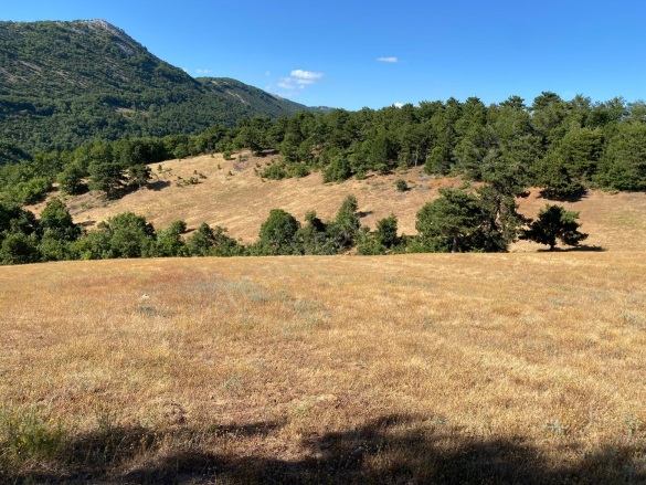 Oğulpaşa Mah-Oğulpaşa Köyü. Osmaneli Satılık Tarla |  3362M2 550.000Tl Resim-4