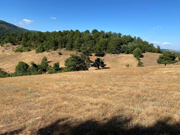 Oğulpaşa Mah-Oğulpaşa Köyü. Osmaneli Satılık Tarla |  3362M2 550.000Tl Resim-5